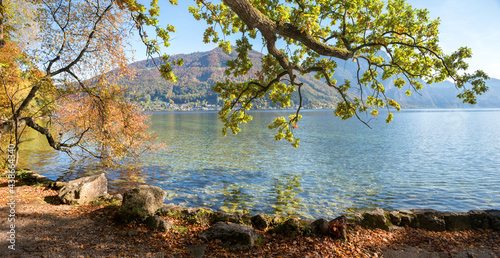 pictorial lakeside Traunsee, colorful leaves in autumn, big oak tree branch photo