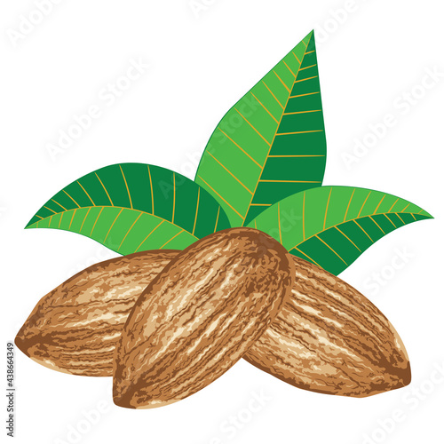 Almond seed design
