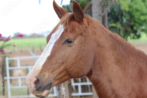 Cavalo na Fazenda