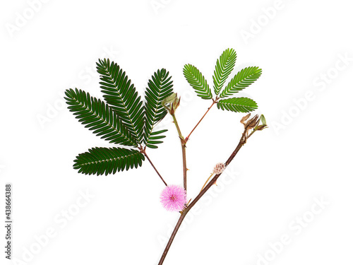 Close up of Sensitive plant leaves.