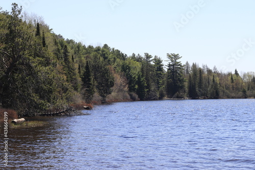 river in the forest