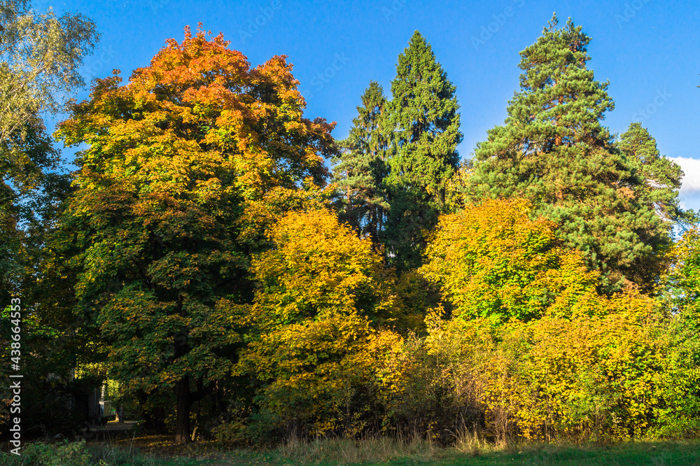 autumn mixed forest, illuminated by bright rays of the sun	
