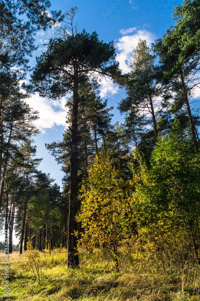 autumn mixed forest, illuminated by bright rays of the sun autumn mixed forest, illuminated by bright rays of the sun