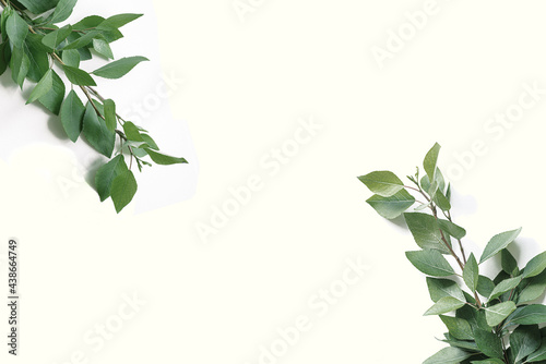 Green twigs with leaves in corners on white background. Flat lay background as mockup