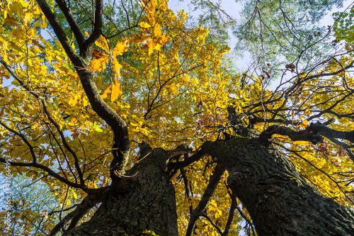 crowns of oak trees with yellow foliage.golden autumn
