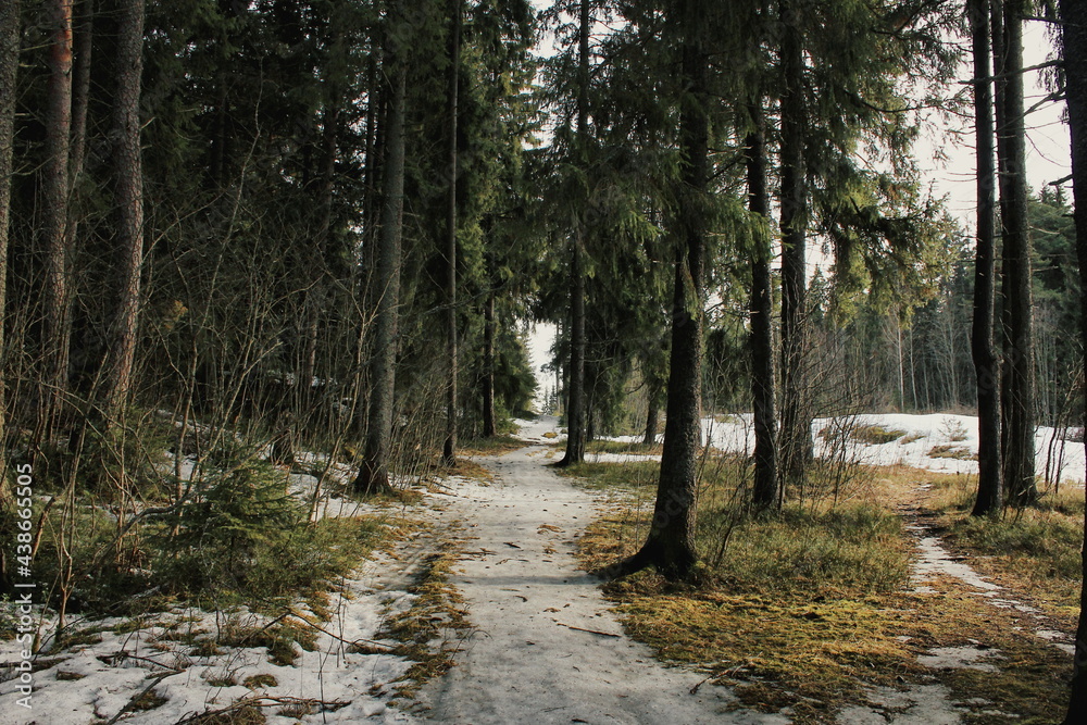 path in the forest path in the forest