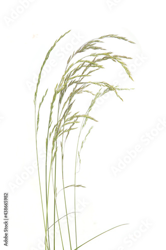 Bent grasses spikelet flowers wild meadow plants isolated on white background. Abstract fresh wild grass flowers  herbs.