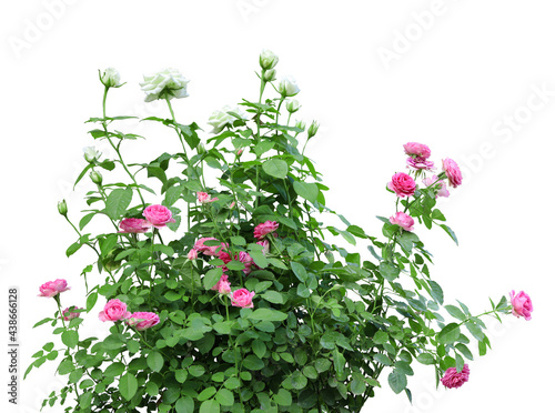 Obraz na plátne Bush rose flower isolated on white background
