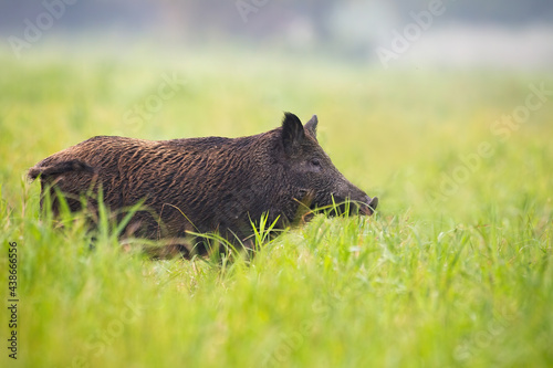 Wild boar, sus scrofa, standing on meadow from side with copy space. Brown animal looking on pasture with space for text. Big hog observing on grassland in nature.