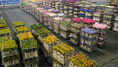 Carts of variety of flowers staging at Aalsmeer auction market