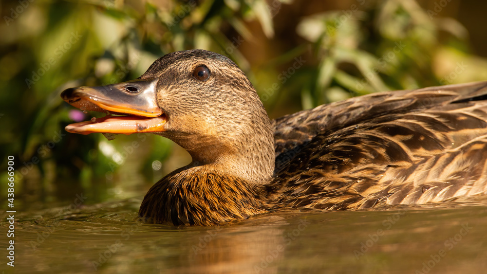 Mallard, anas platyrhynchos, swimming in water with open mouth from soffit. Female duck dabbing in lake in spring nature. Featehred animal floating in swamp in detail. Mallard, anas platyrhynchos, swimming in water with open mouth from soffit. Female duck dabbing in lake in spring nature. Featehred animal floating in swamp in detail.