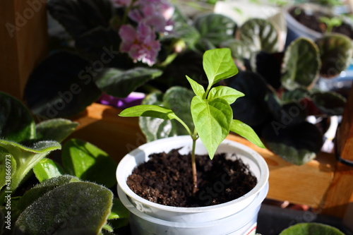 Growing pepper seedlings in white plastic round yogurt container near window in bright daylight sun. Beautiful plants peppers green leaves veins shine through in sunlight, ecologicaly clean black soil photo