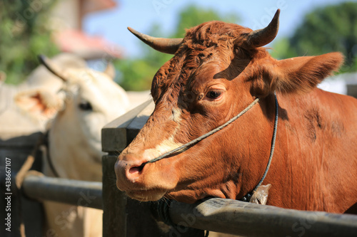 Fototapeta Naklejka Na Ścianę i Meble -  Cattle,cows ( sapi ) in animal markets to prepare sacrifices on Eid al-Adha.