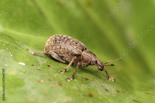 little brown beetle Brachypera dauci © Tomas