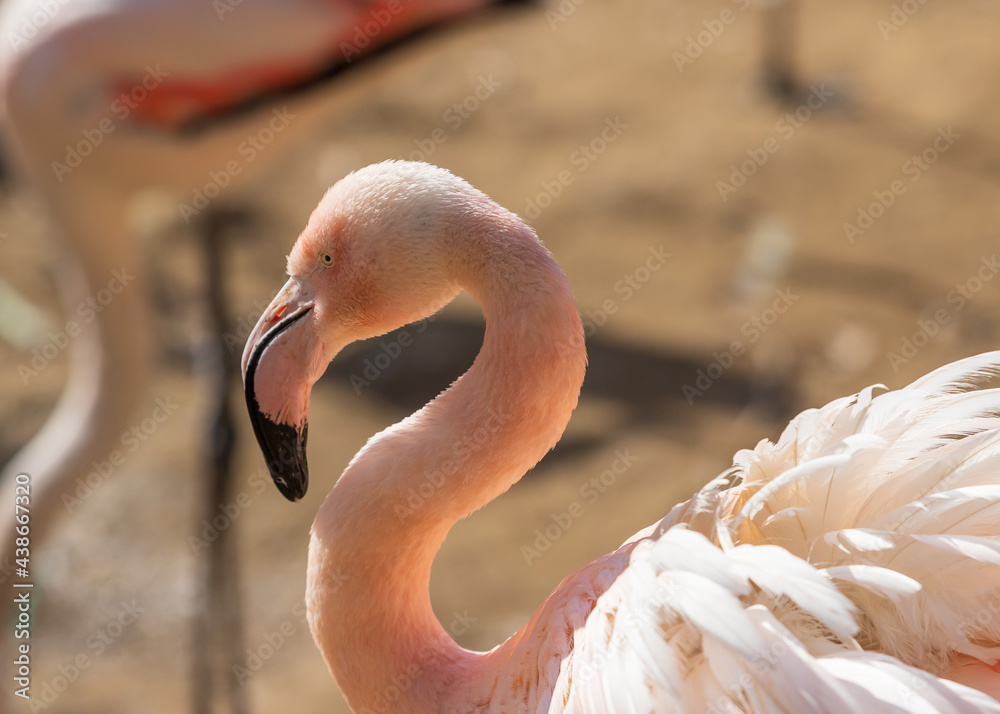 Naklejka premium Wild flamingo bird in a group by the water.