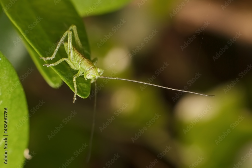 little green grasshopper on the grass little green grasshopper on the grass