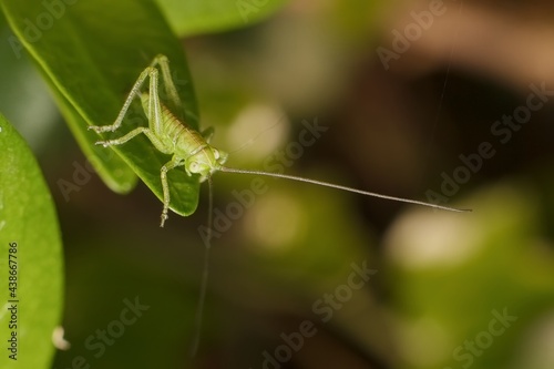 little green grasshopper on the grass