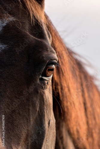 Brown chestnut horse head and eye close-up