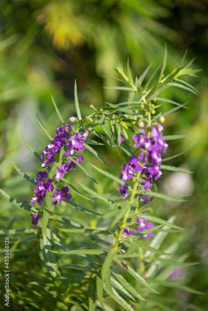 Lavender flowers blooming with fresh green leaves in a scented home garden in the morning. Selective focus on Lavender purple aromatic flower bush. Lavender flowers blooming with fresh green leaves in a scented home garden in the morning. Selective focus on Lavender purple aromatic flower bush.