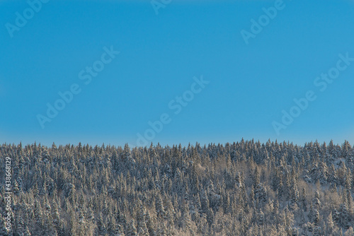 Winter forest covering a ridge line with a clear blue sky in the background