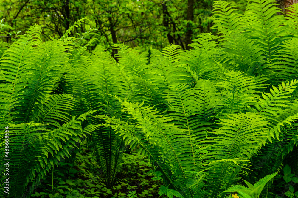 Green fern plants in the forest on spring Green fern plants in the forest on spring