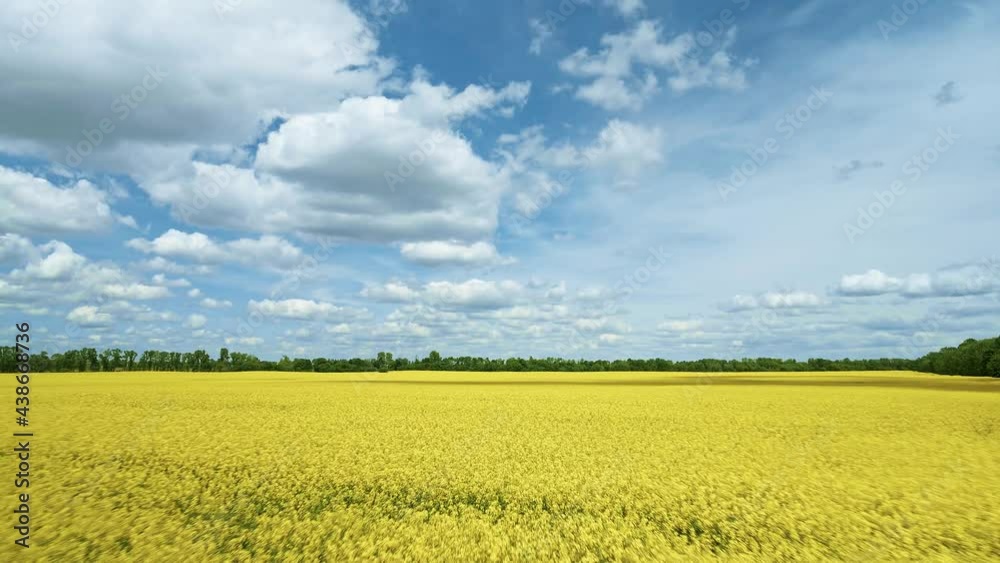 Aerial view of yellow rapeseed field with blue clouds, flying over agriculture.