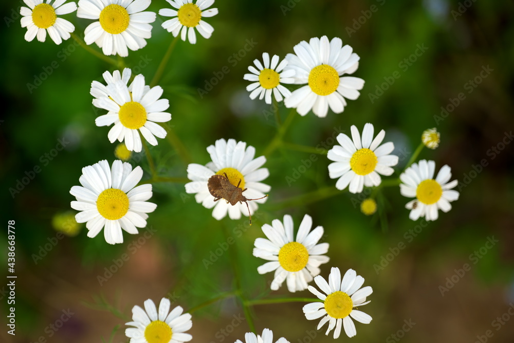 Blumenwiese, Bienen, Garten, Blühte, Mohnblühte
Mohn, Bienenfreundlich, Insekten, Wiese, Blumen,
Biene, Blumenwiese, Bienen, Garten, Blühte, Mohnblühte
Mohn, Bienenfreundlich, Insekten, Wiese, Blumen,
Biene,