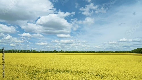 Aerial view of yellow rapeseed field with blue clouds, flying over agriculture.