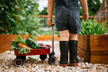 Toddler with Red Wagon gathering Garden Produce