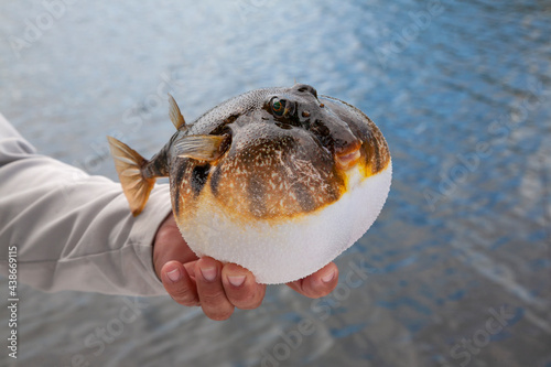 Εκτύπωση καμβά Fishing guide holds up an inflated smooth puffer caught on the gulf coast of Flo