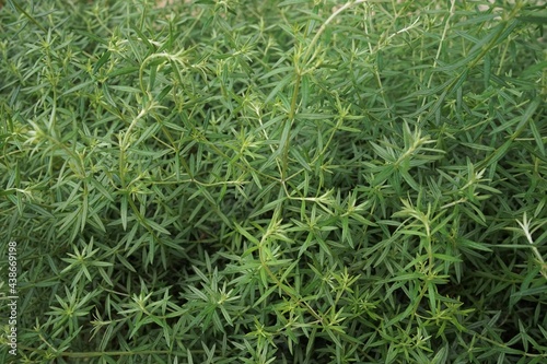 Rosemary  green herb -                             