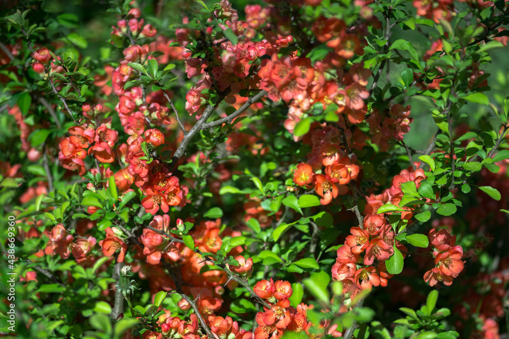 A flowering quince bush is strewn with red flowers against a background of bright green leaves. Selective focus. A flowering quince bush is strewn with red flowers against a background of bright green leaves. Selective focus.