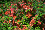 A flowering quince bush is strewn with red flowers against a background of bright green leaves. Selective focus.