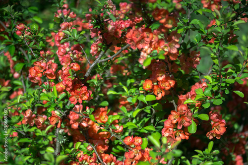 A flowering quince bush is strewn with red flowers against a background of bright green leaves. Selective focus.