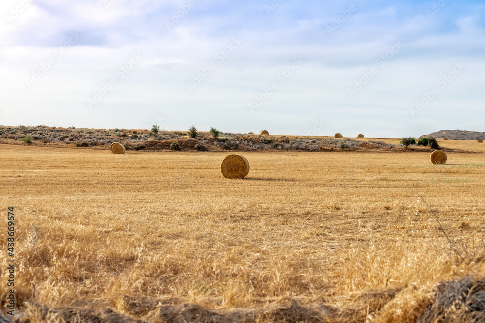 Large roll of hay on a mowed field of wheat during sunset. Selective focus. Cyprus. 	