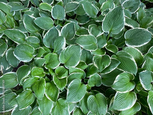 Green leaves Hosta undulata natural background. Green garden plant leaf. Hosta undulata Mediovariegata emerald green plant in park. photo