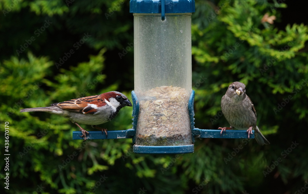 Naklejka premium sparrows at the feed silo