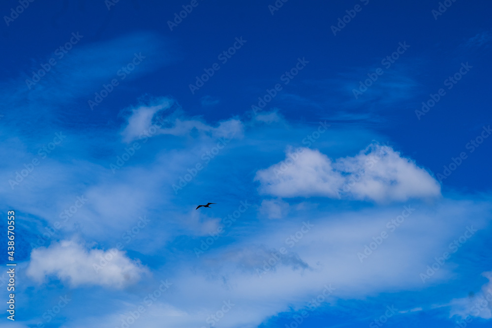 Fototapeta premium The blue sky with a lonely bird flying in the winds in Jalisco, Mexico