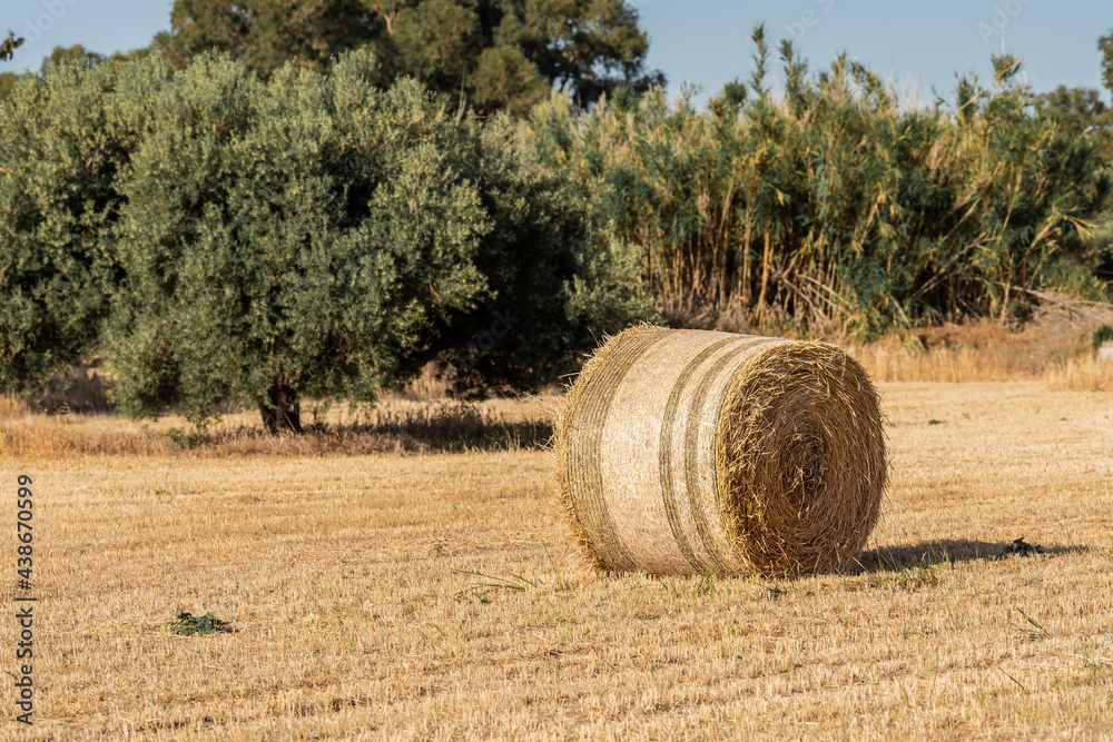 One large roll of hay on a mowed field of wheat during sunset. Selective focus. Cyprus. 		