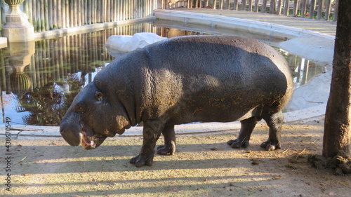 wild boar in the zoo