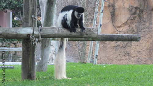 lemur on a tree