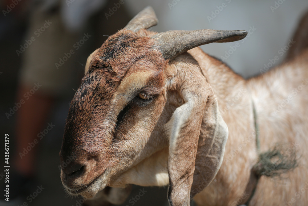 Fototapeta premium Goat/lamb ( kambing ) in animal markets to prepare sacrifices on Eid al-Adha.