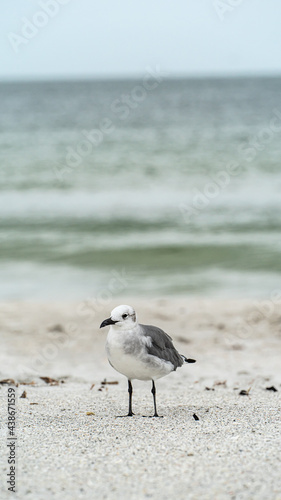 Laughing Gull standing on top of a sandy beach close up along shore