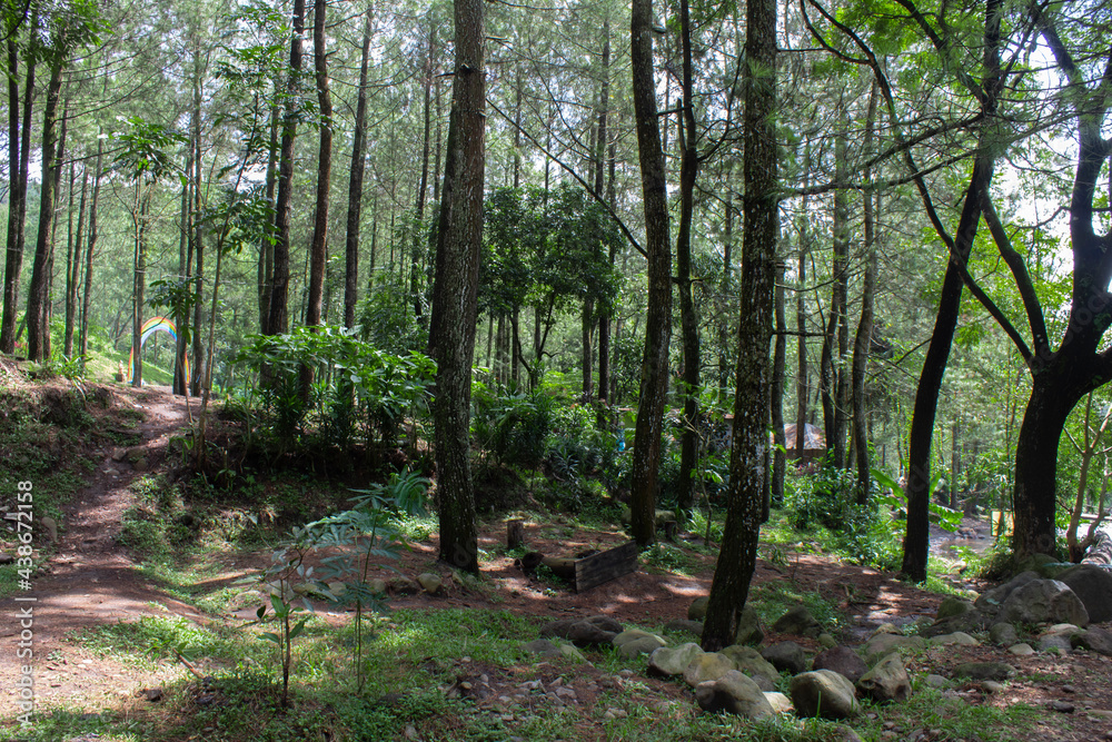 Fototapeta premium A path in the forest with lots of trees and rocks