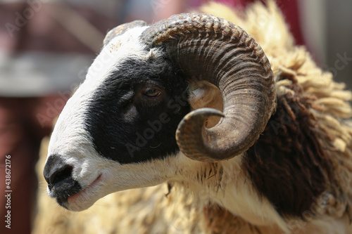 Sheep ( domba ) in animal markets to prepare sacrifices on Eid al-Adha. photo