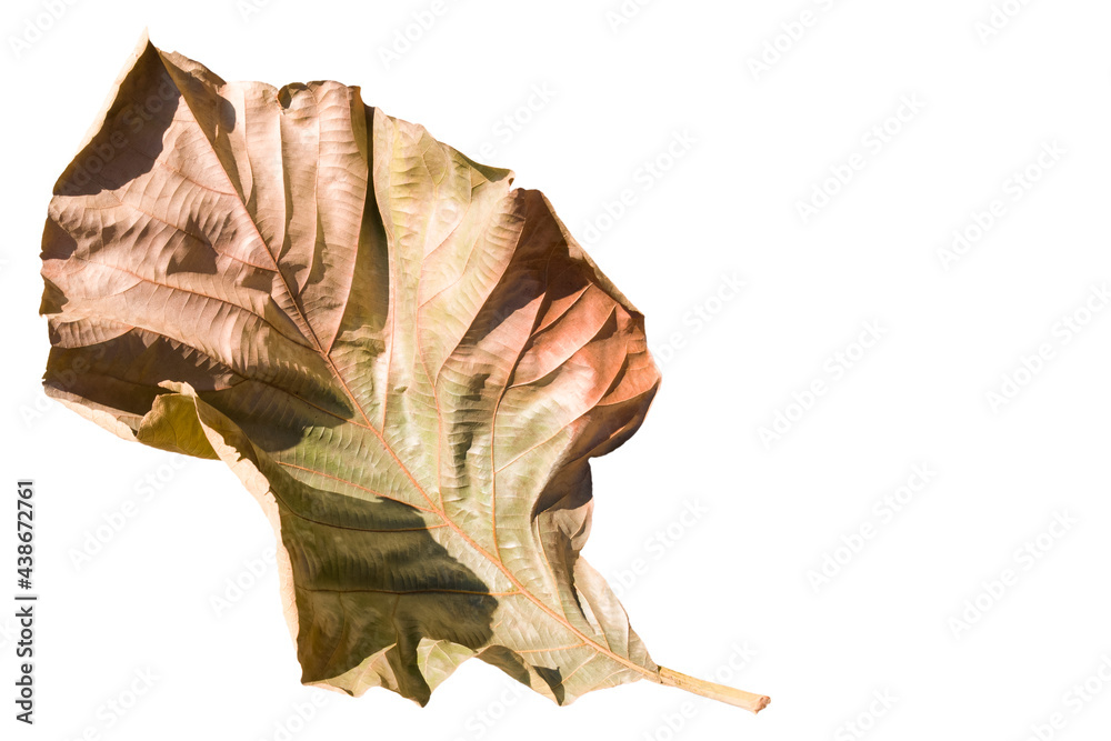 Fototapeta premium Dry leaves teak tree on white isolated background