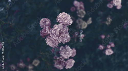Fototapeta Naklejka Na Ścianę i Meble -  Romantic flowers in dark garden