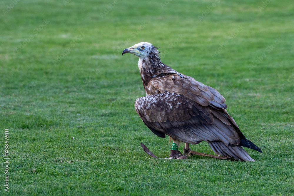 An immature or juvenile white Egyptian vulture (Neophron percnopterus), also called the white scavenger vulture or pharaoh's chicken standing on the grass.
