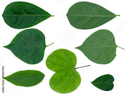 Closeup of set of green nature leaf isolated cutout on white background with clipping path.