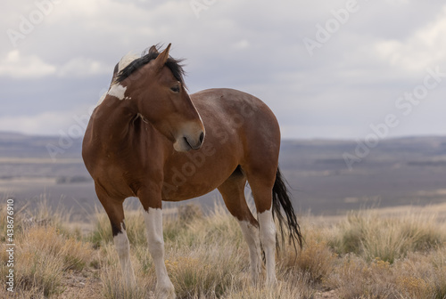 Beautiful Wild Horse in the Utah Desert © natureguy